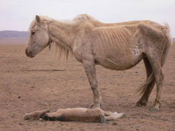 Mare & New Born Foal, Gobi Desert